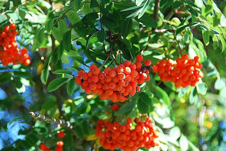 Rowan part à la lutte contre les champignons